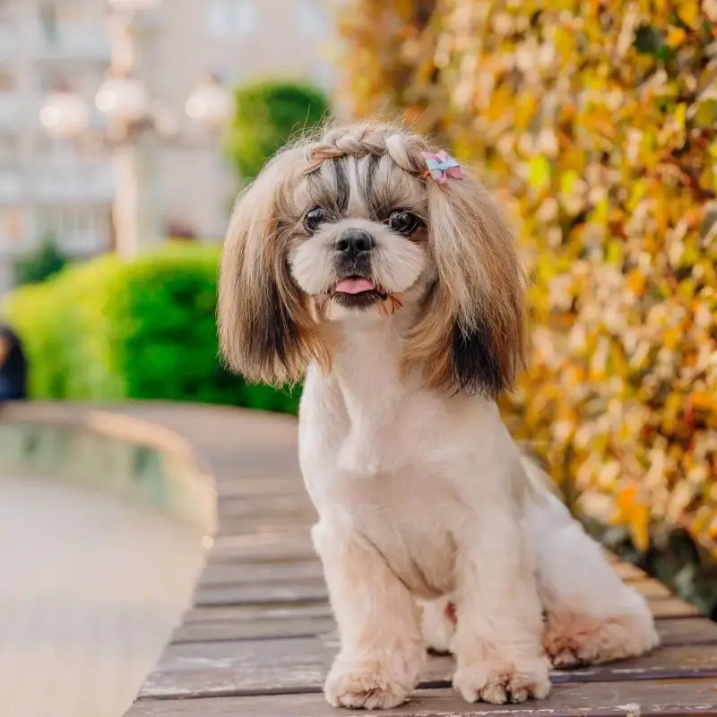 A small groomed dog sitting on a boardwalk outside an apartment building
