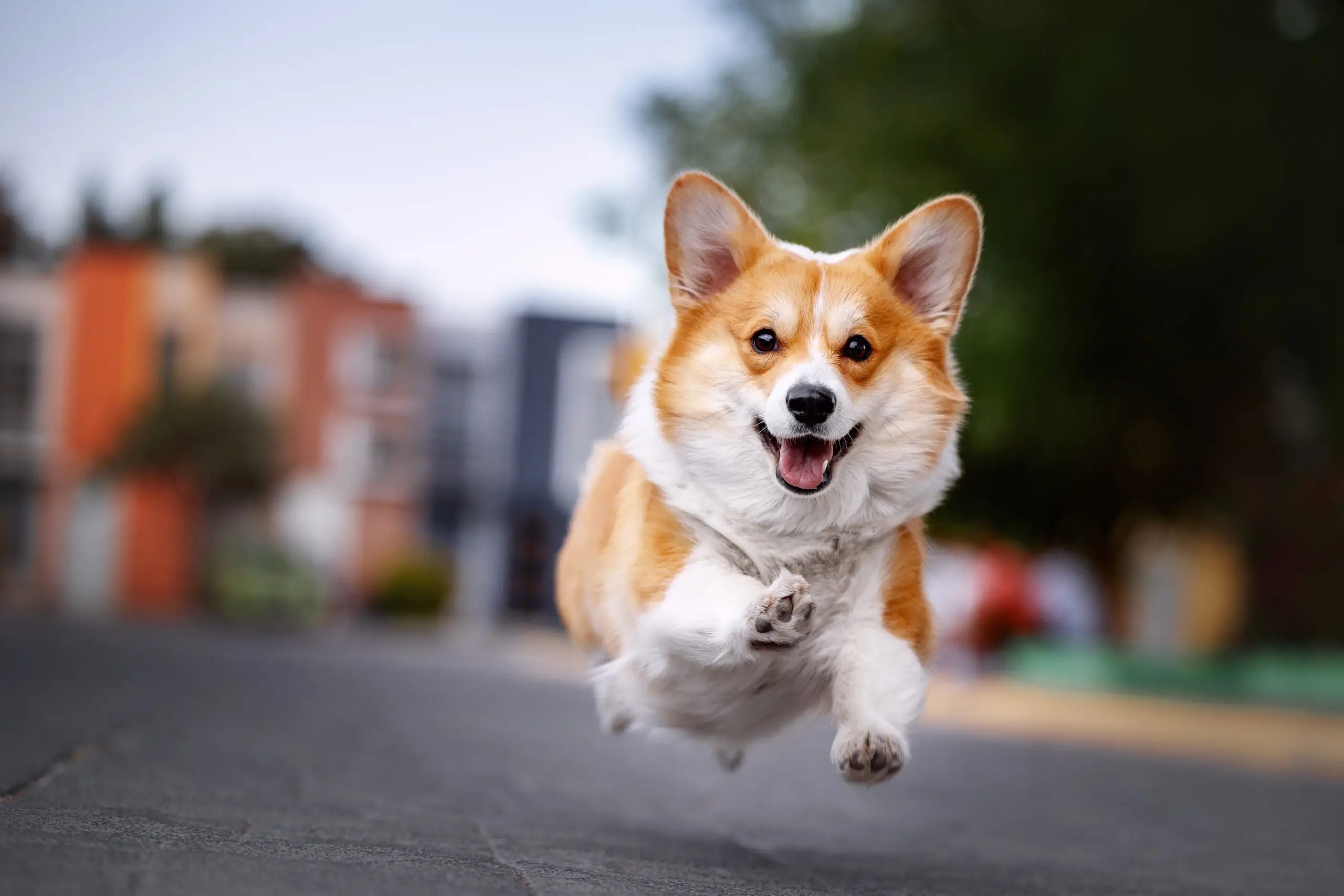 A corgi running along a street with apartment buildings behind it