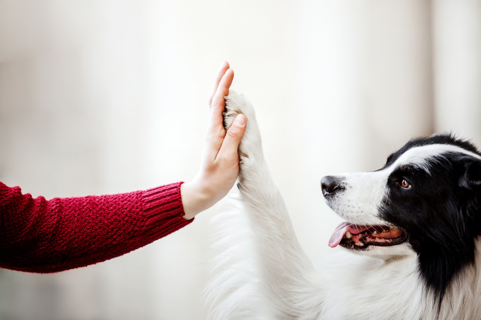 A border collie pressing its paw against its handler's raised hand indoors