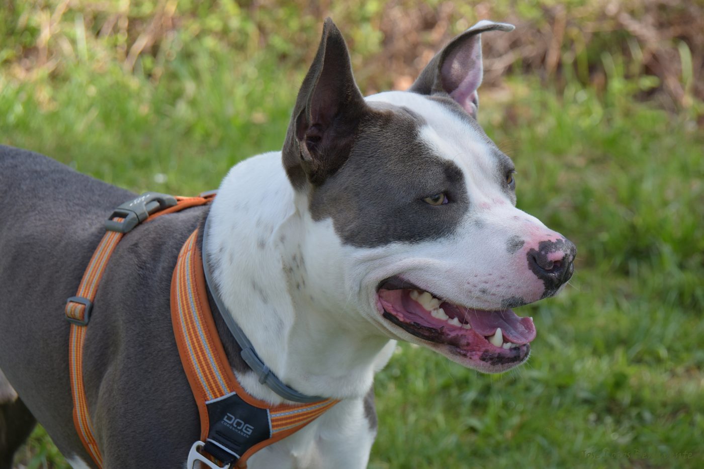A grey and white American Staffordshire terrier in a harness outdoors