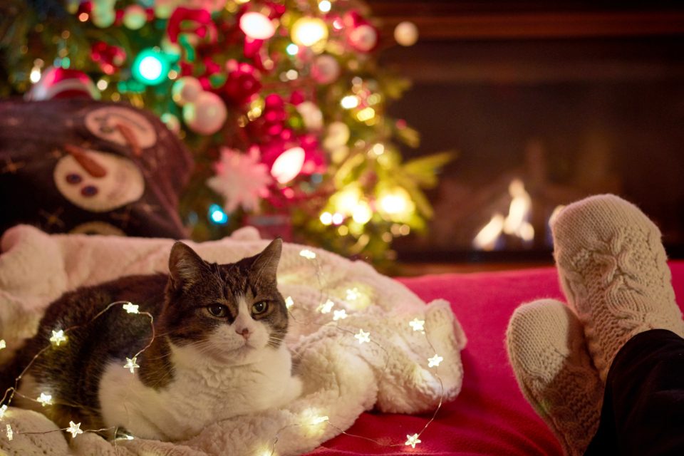 A tabby cat curled up on a blanket beside a fireplace