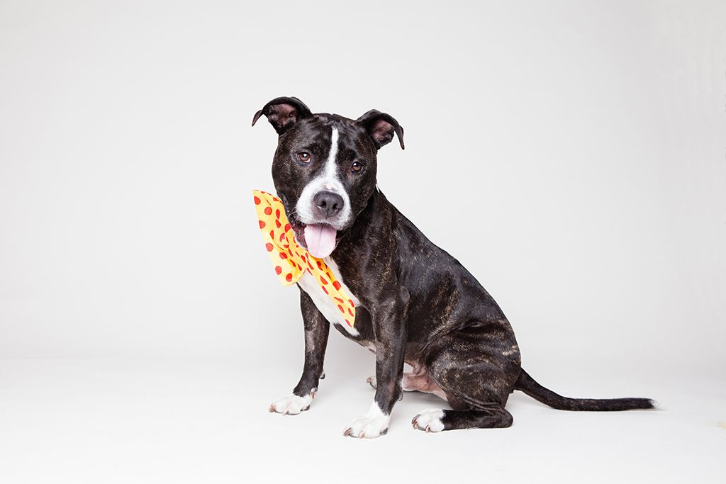 Brindle pit bull type dog wearing a bow and sitting calmly