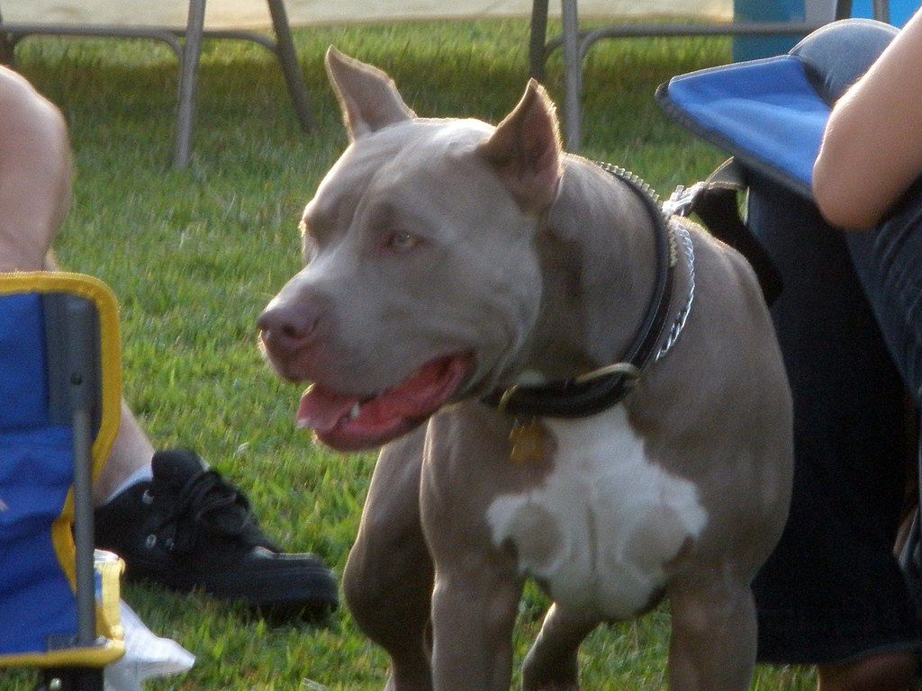 Gray pit bull type dog looking up at the camera