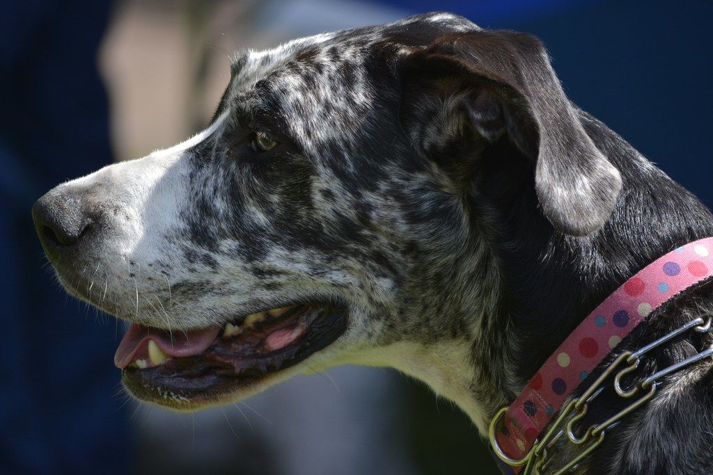 Close-up of a Great Dane's head and ears