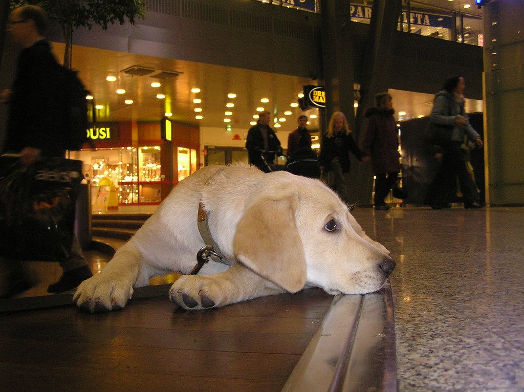 Dog lying on the tiled floor of a shopping mall