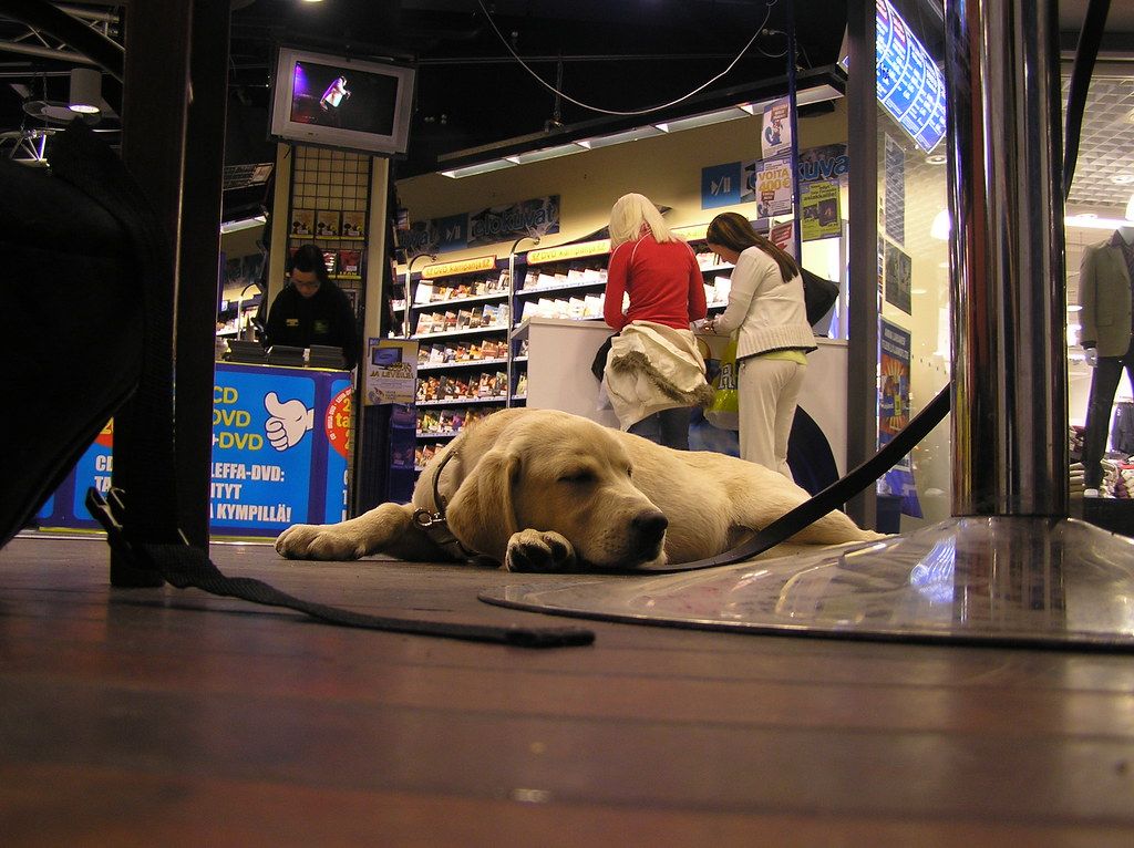 Dog lying quietly on the floor inside a shop