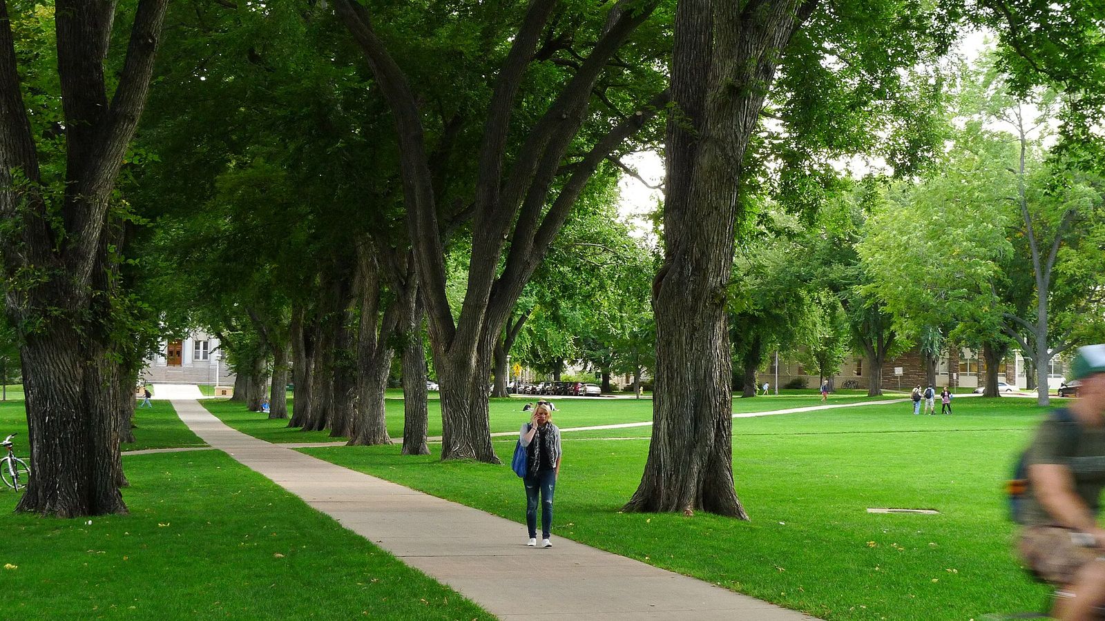 Tree-lined walking path across The Oval at Colorado State University in Fort Collins