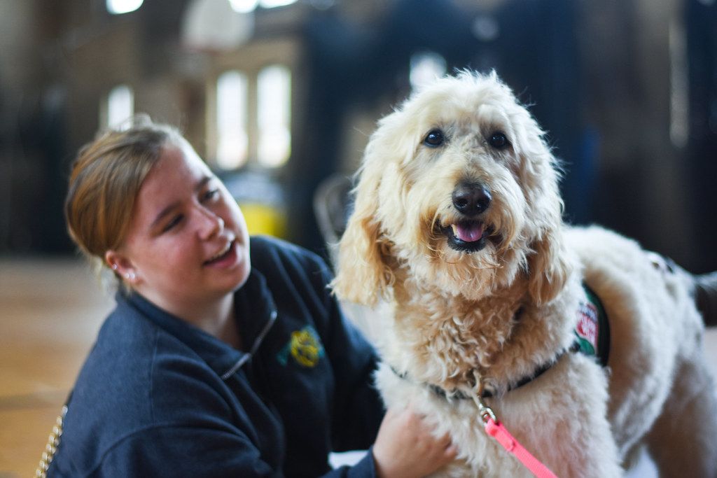 Smiling student petting a fluffy therapy dog during a campus event