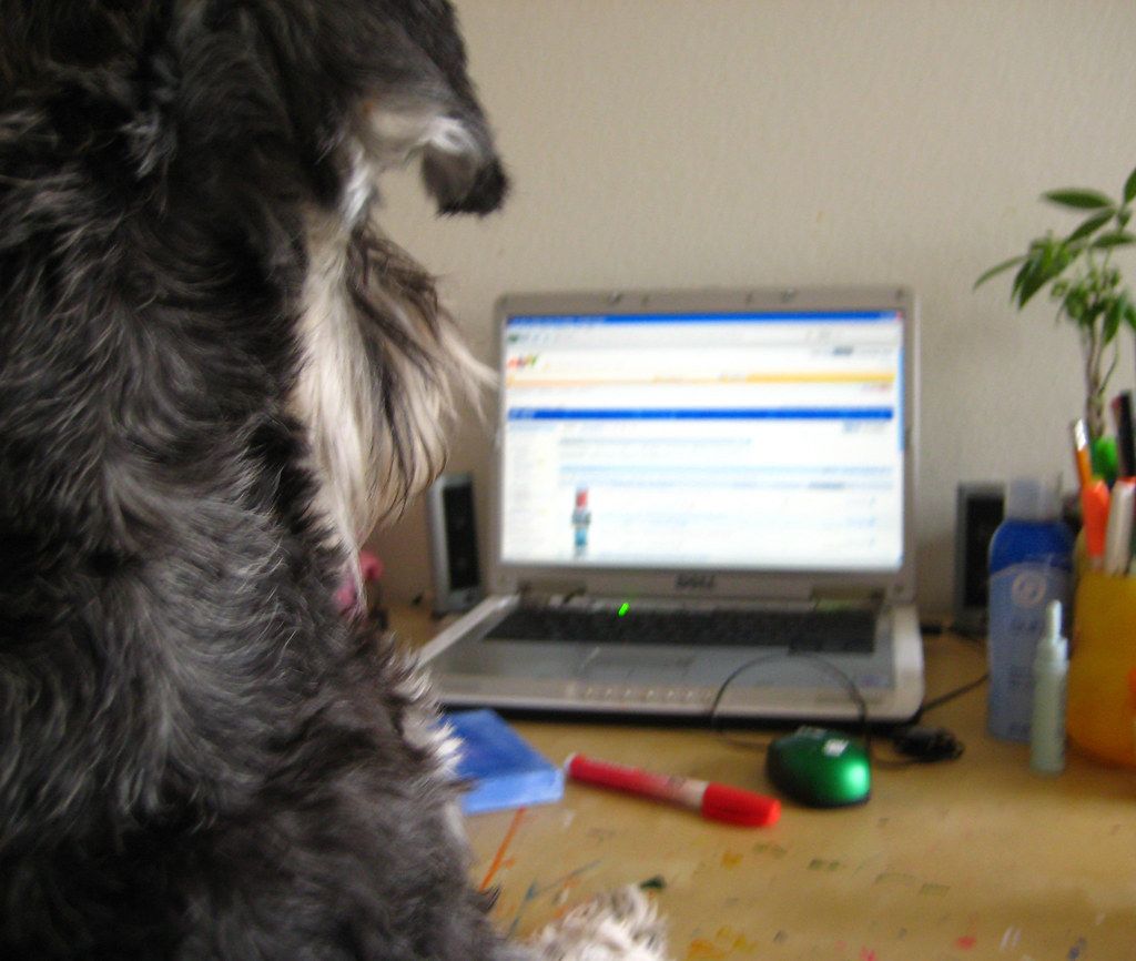 Shaggy dog sitting beside a desk with a laptop showing an open document