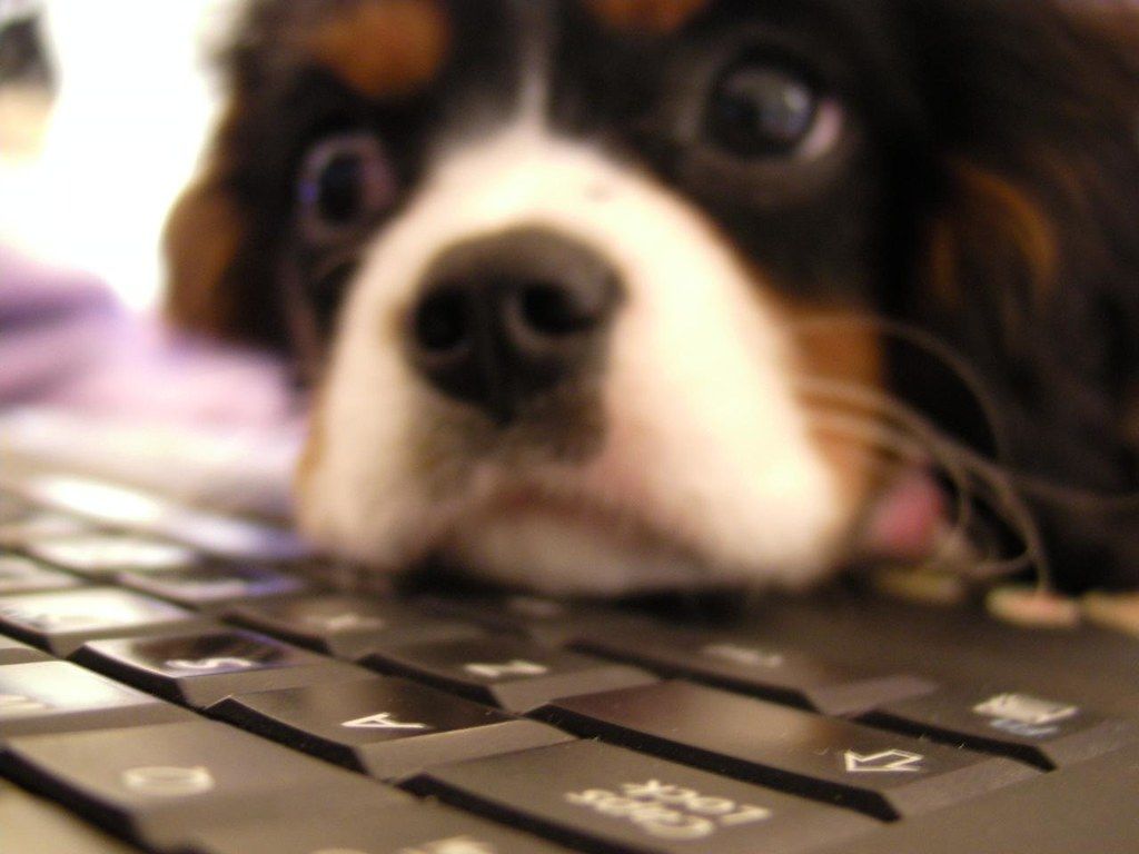 Puppy resting its chin on a laptop keyboard and looking at the camera