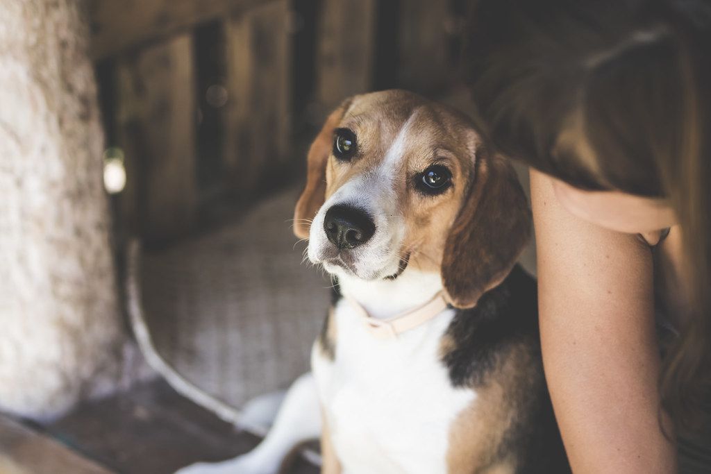 Young woman sitting close to her beagle, which looks toward the camera