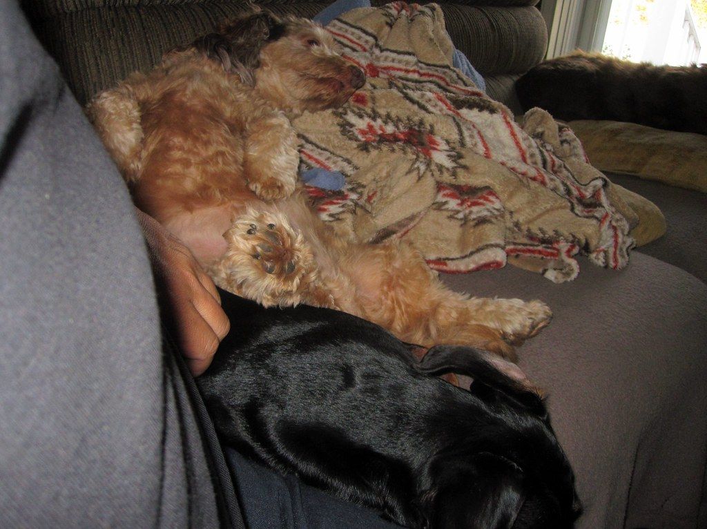 Black dog curled up asleep next to a patterned blanket on a couch