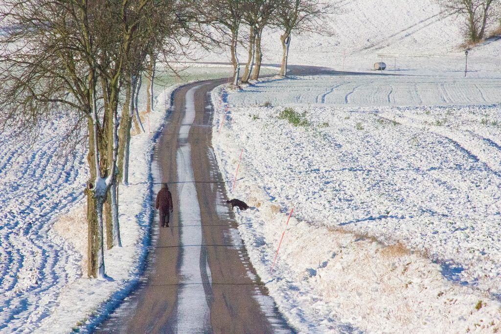 Person walking a dog along a snowy tree-lined country road