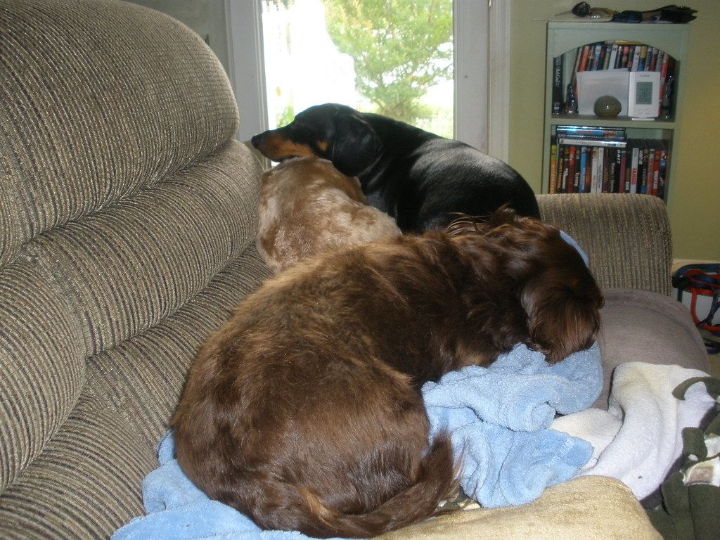 Two dogs curled up together on a soft armchair in a living room