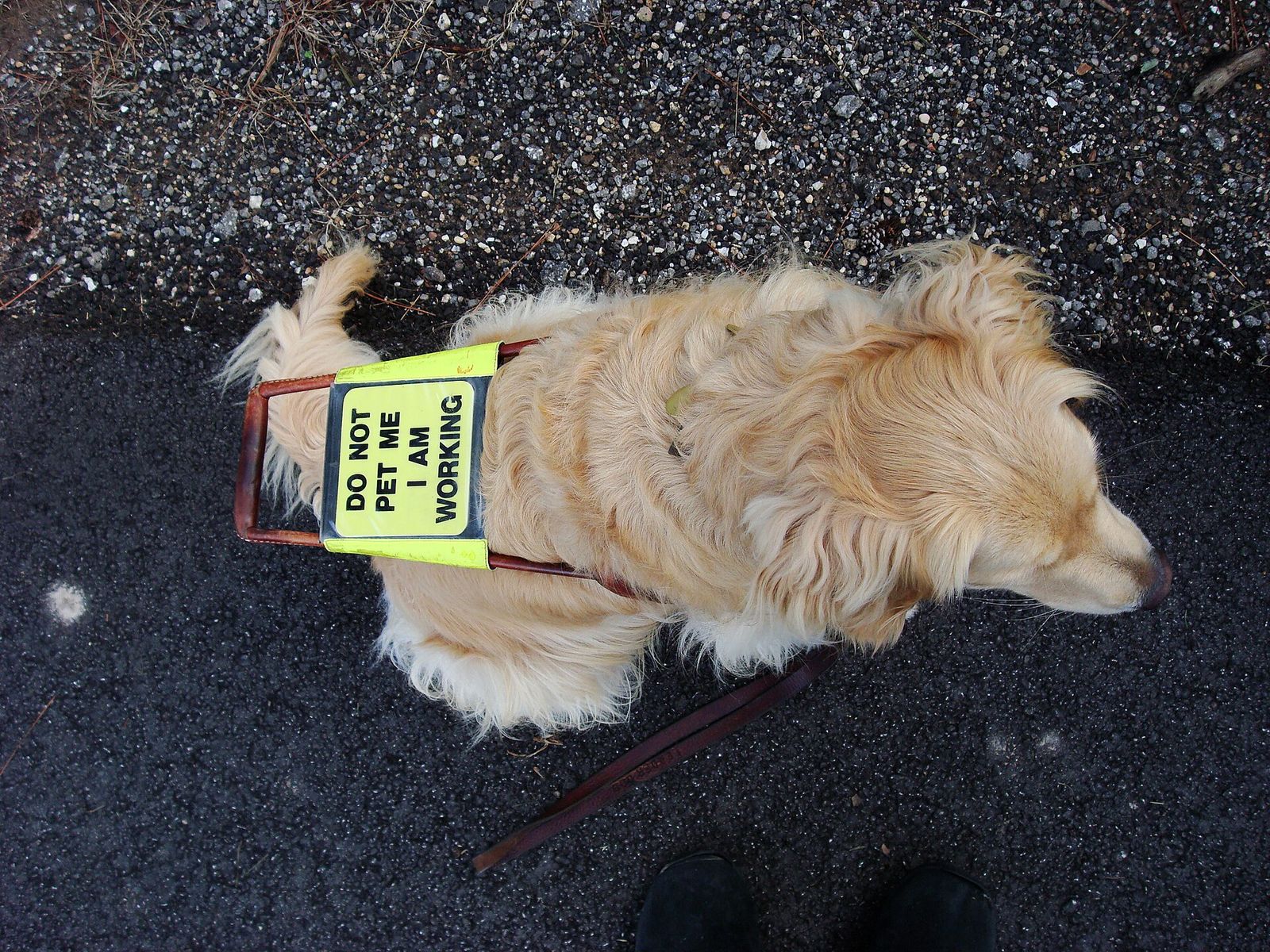 Golden retriever guide dog resting on pavement in a yellow vest reading do not pet, I am working