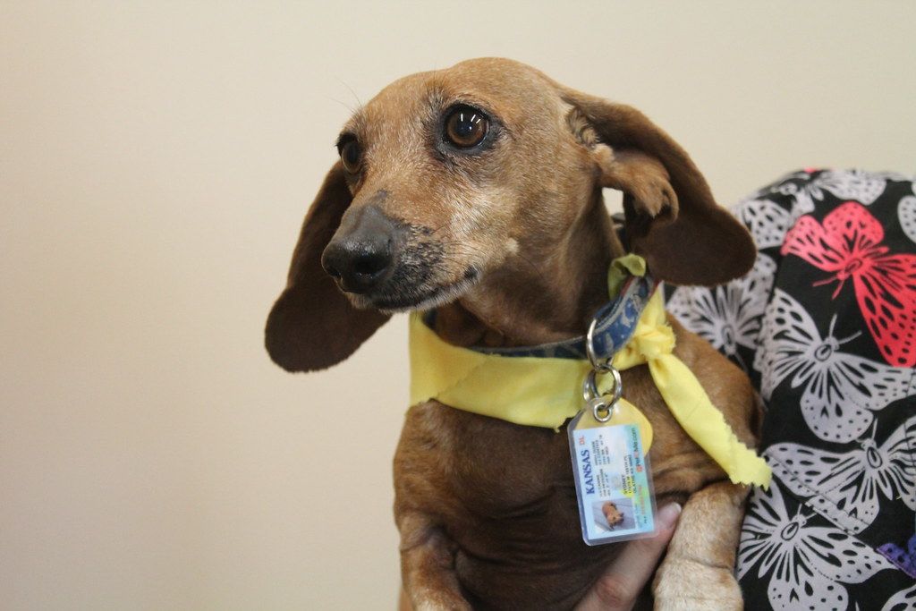 Dachshund wearing a yellow bandana with a laminated photo ID badge clipped to it