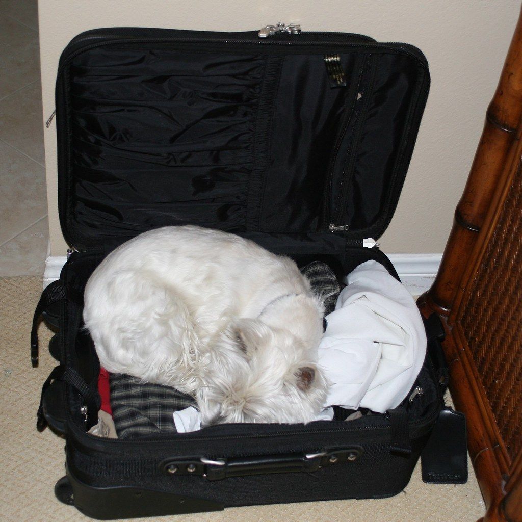 Small dog sitting inside an open suitcase packed for a trip