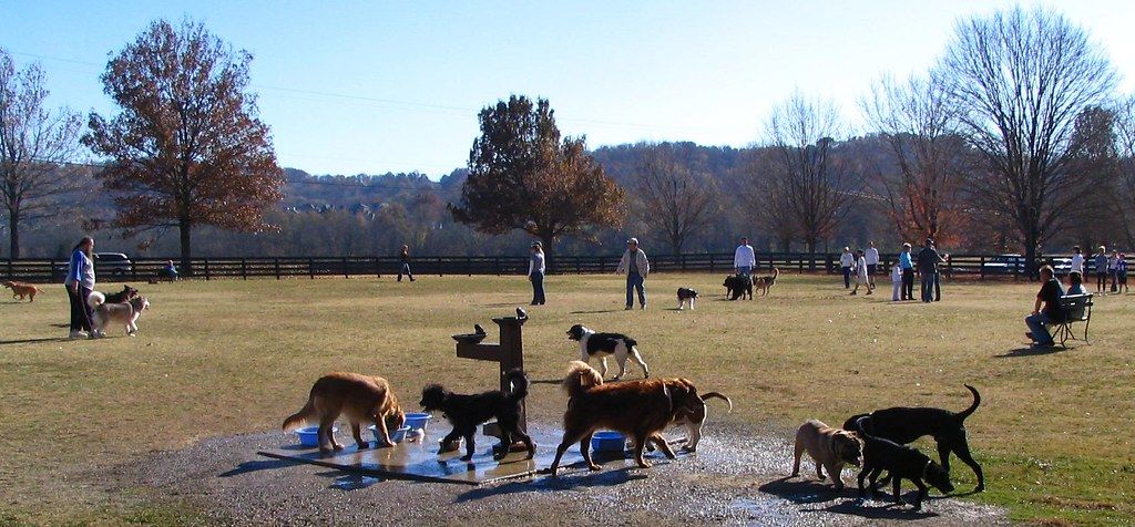 Several dogs gathered around a water fountain in a large fenced community dog park
