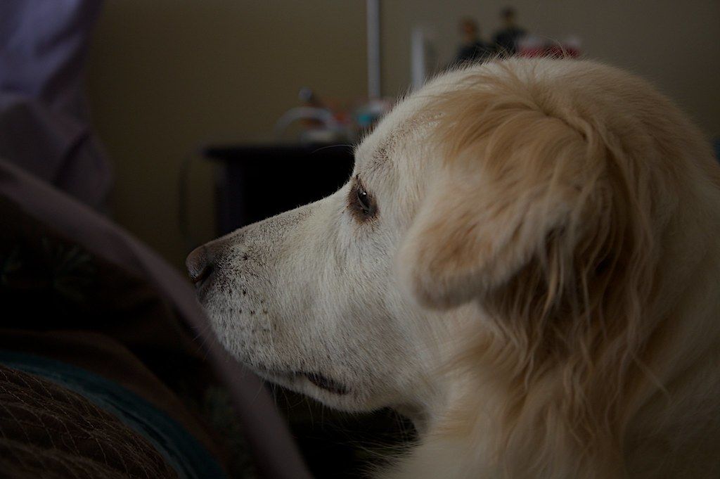 Close-up of a golden dog resting its head inside a dimly lit home
