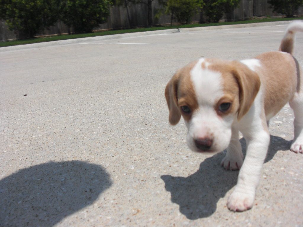 Small beagle puppy walking across a paved apartment complex parking area