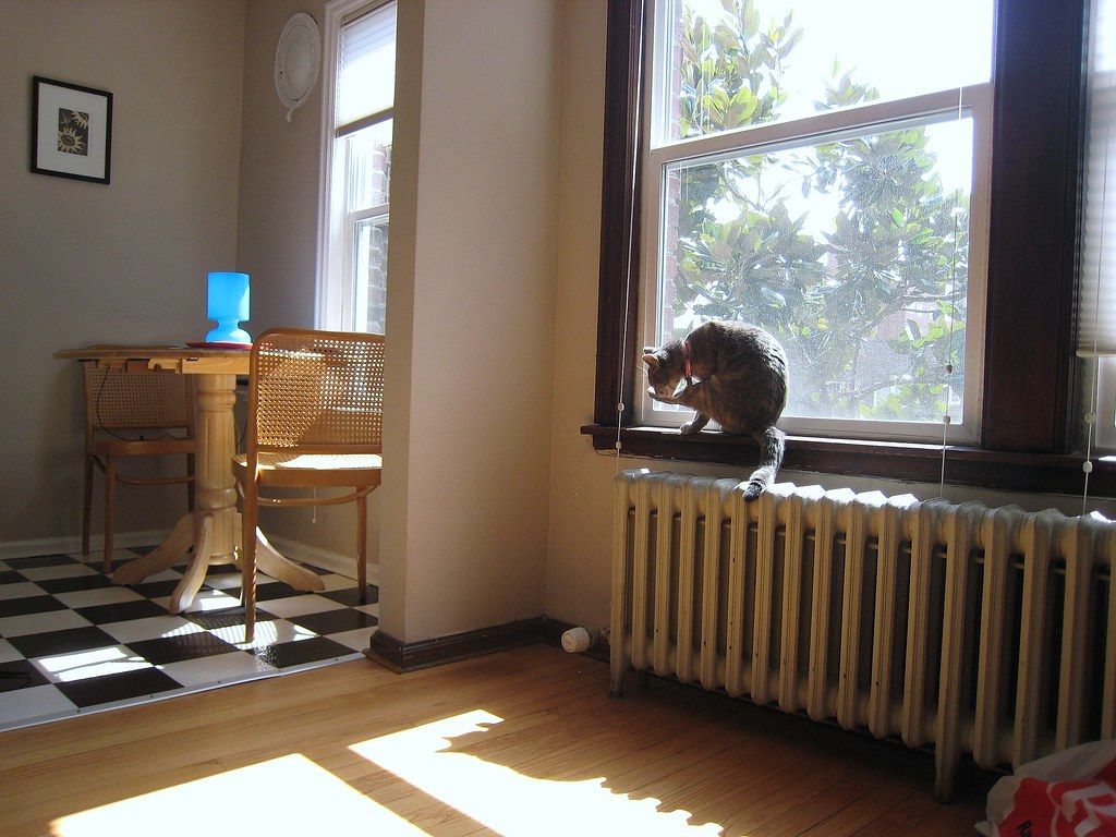 Cat sitting on a radiator shelf in a sunny apartment window