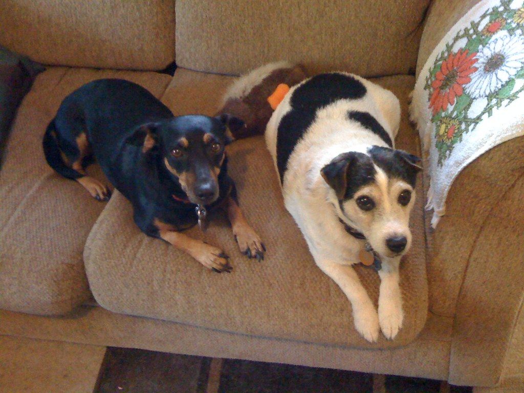 Two small dogs lying side by side on a beige apartment couch