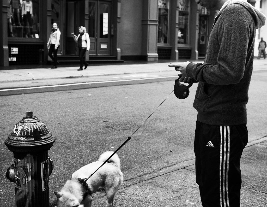 Black and white street photo of a person checking a phone while walking a small dog on a leash
