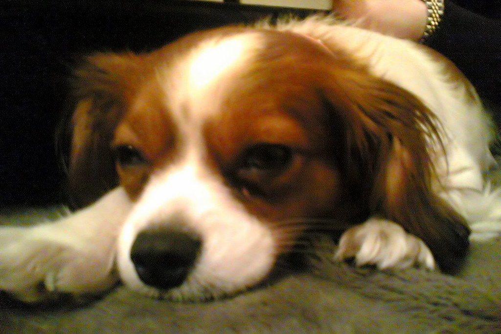 Close-up of a brown and white spaniel resting its chin on a blanket