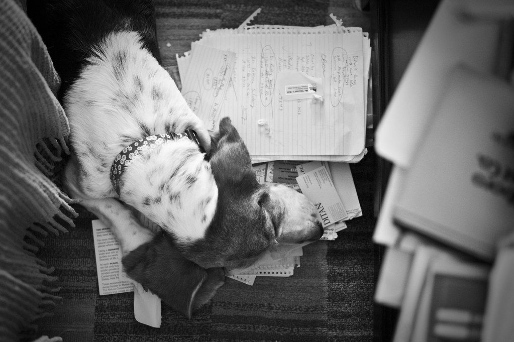 Black and white photo of a small dog napping on a pile of papers