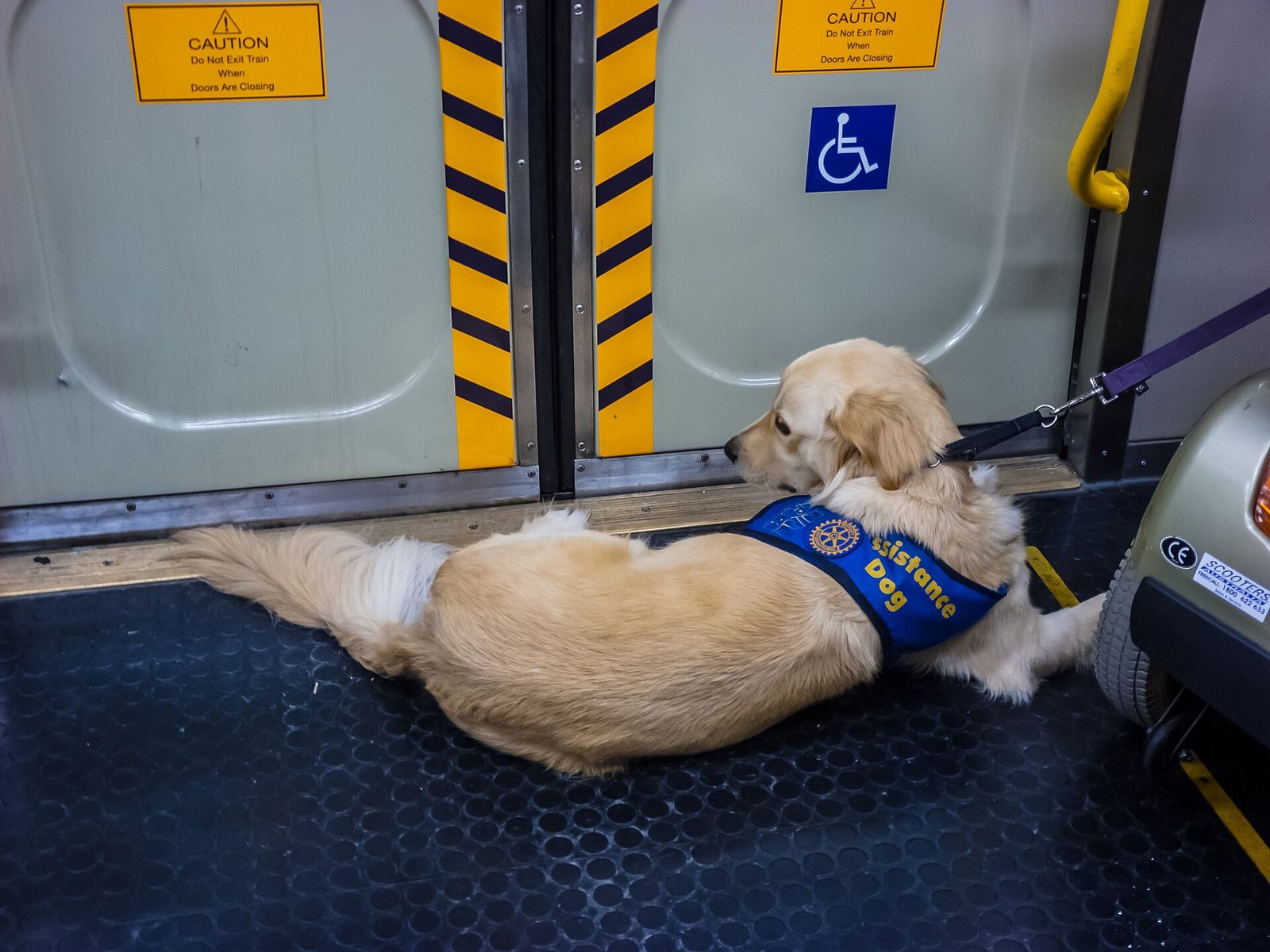 Golden assistance dog in a blue vest lying on the floor of a train next to its handler's mobility scooter