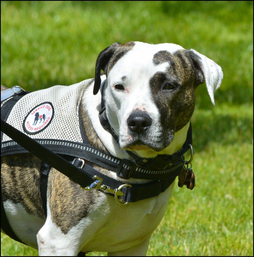 Brown and white service dog wearing a vest and harness, standing on green grass