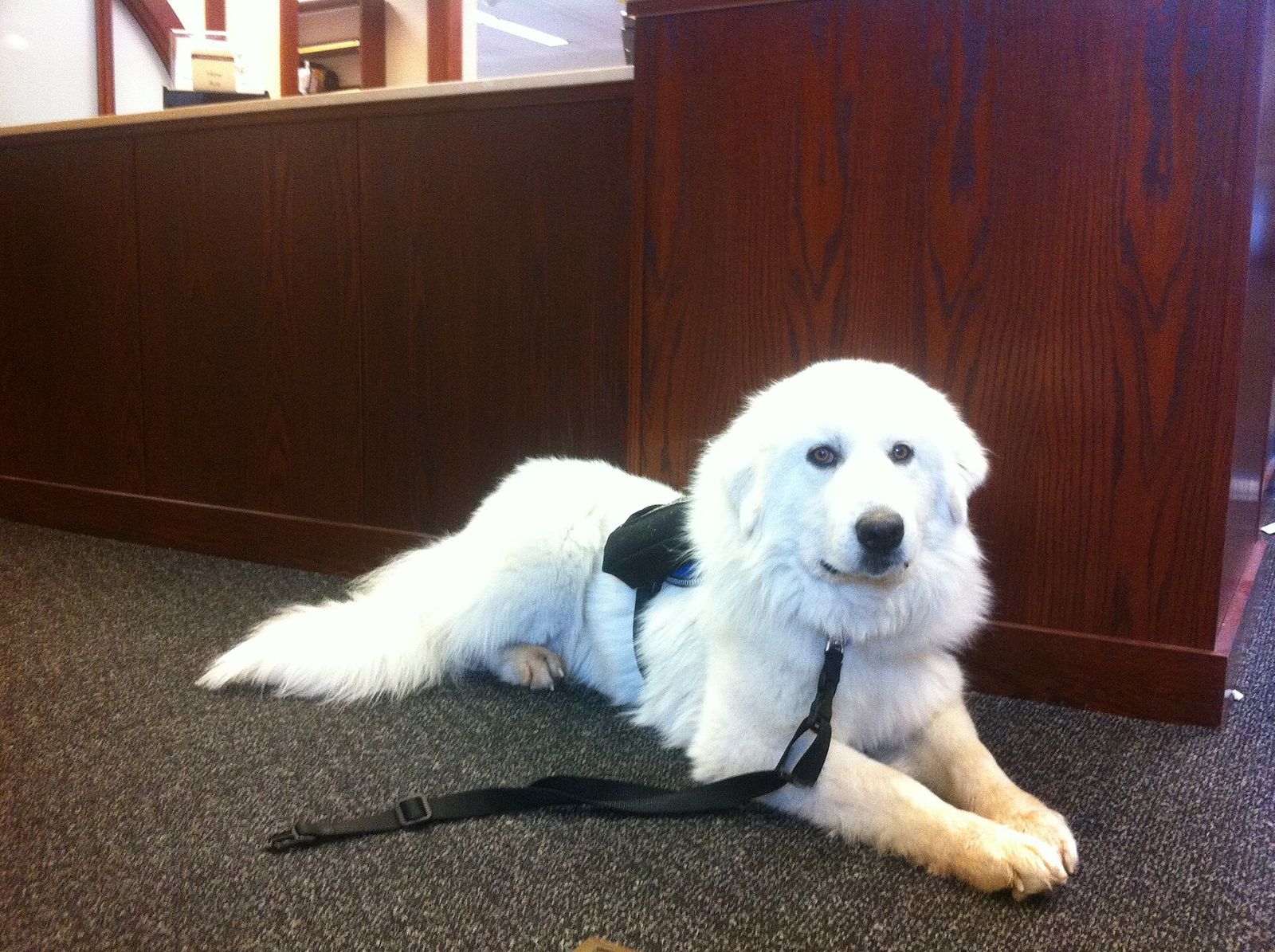 White service dog in a harness lying calmly on a carpeted floor beside a wooden counter