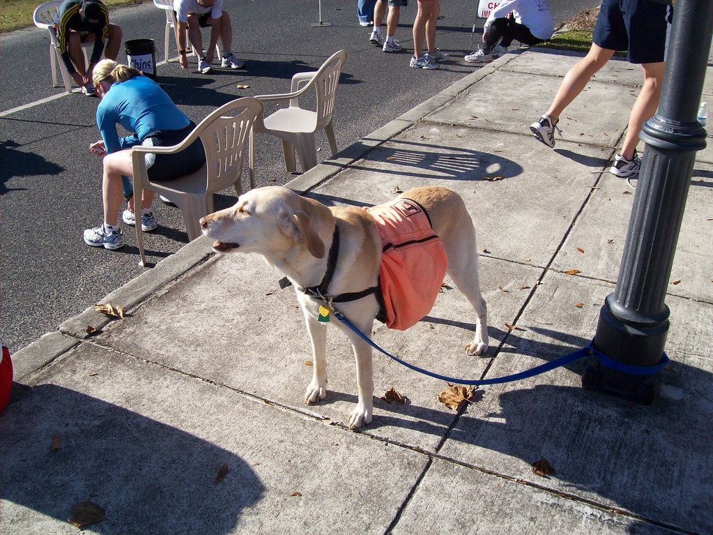 Dog wearing an orange vest standing on a busy sidewalk near a café table