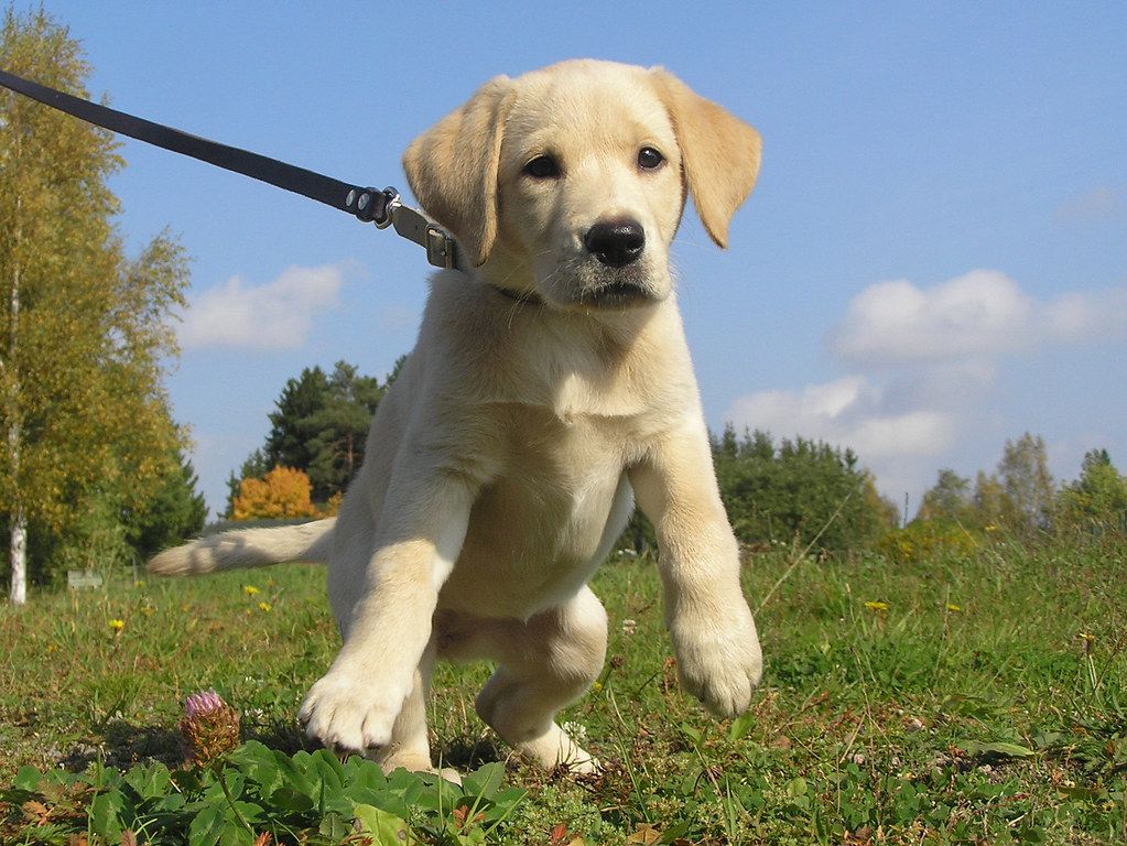 Yellow Labrador puppy on a leash stepping forward across green grass