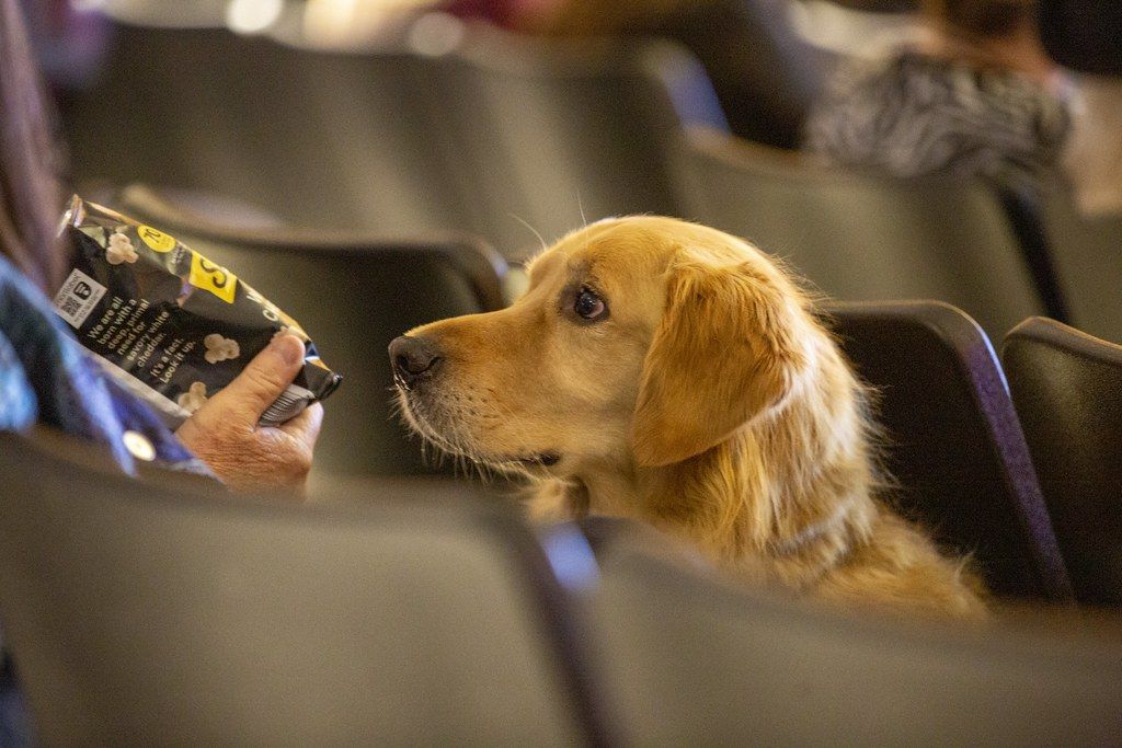 Golden retriever service dog sitting calmly between auditorium seats beside its handler