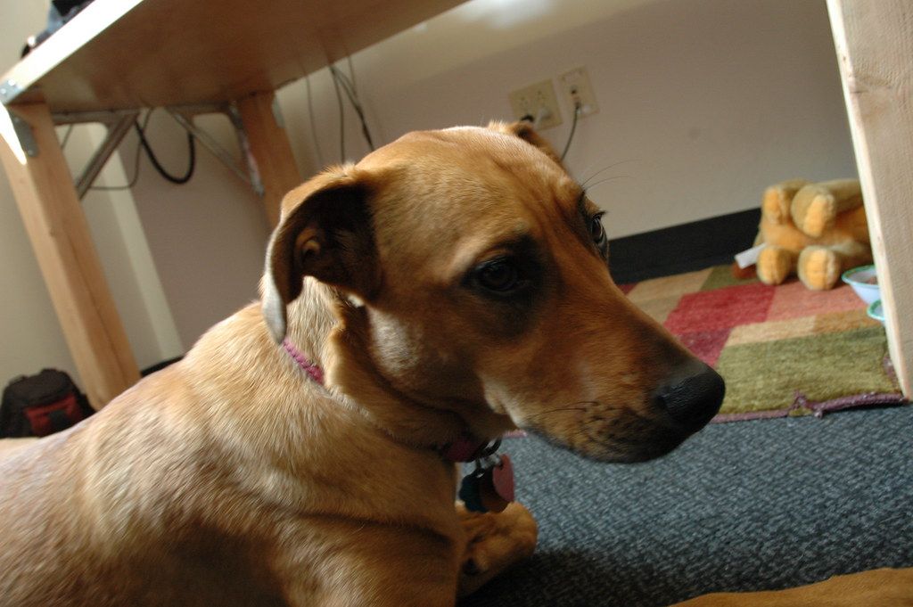 Dog resting next to a work desk with a computer
