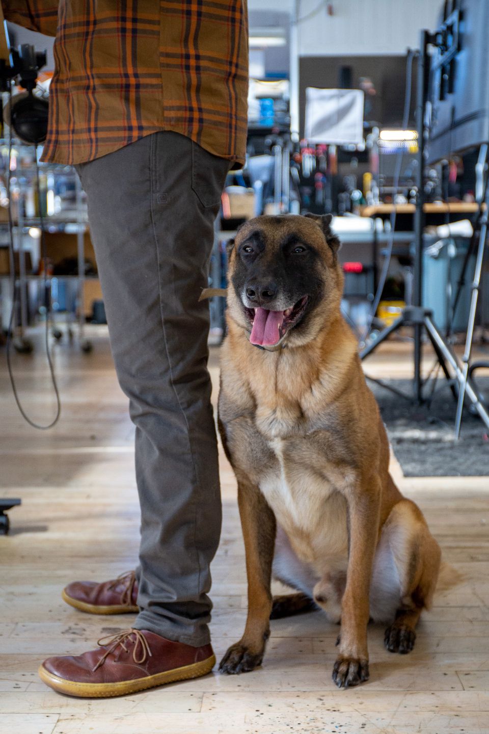 Dog sitting on an office floor beside desks and chairs