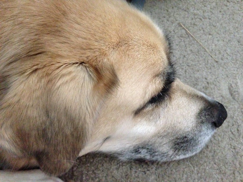 Dog napping on the floor of a workplace