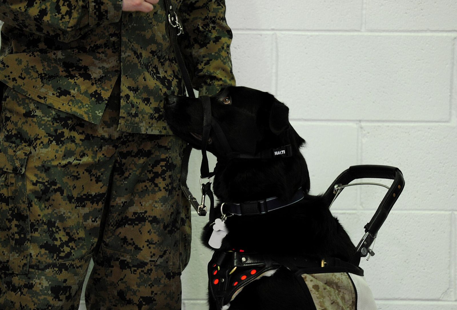 Marine in camouflage uniform standing beside a black Labrador service dog in a harness