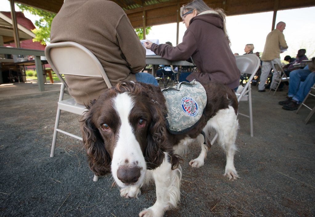 Springer spaniel service dog in a vest walking beside its handler under a covered outdoor pavilion