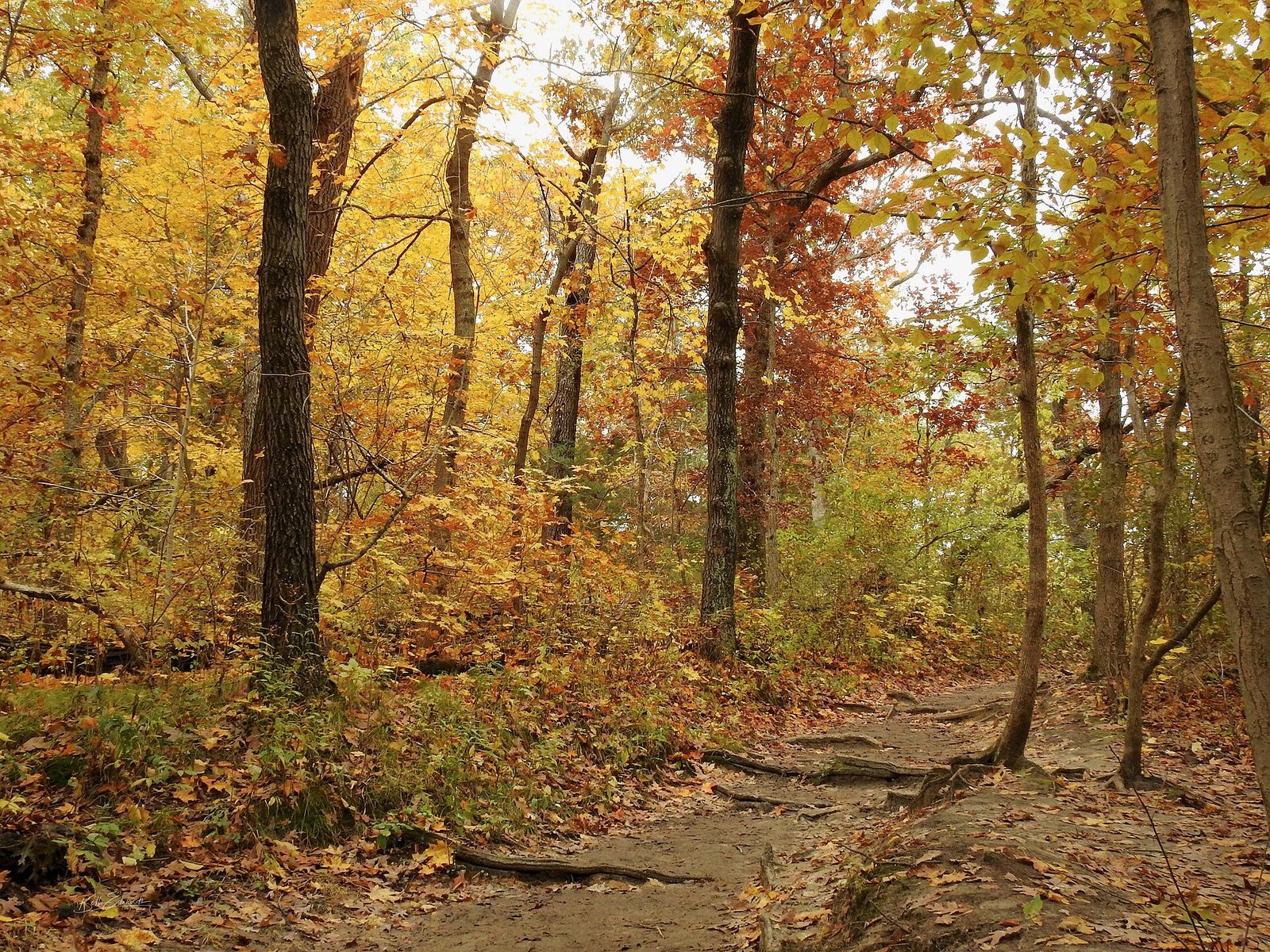 Autumn forest trail with golden leaves at Starved Rock State Park