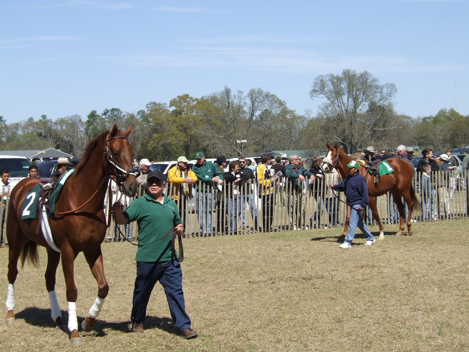 Handler leading a chestnut racehorse past spectators during warm-ups at the Aiken Trials
