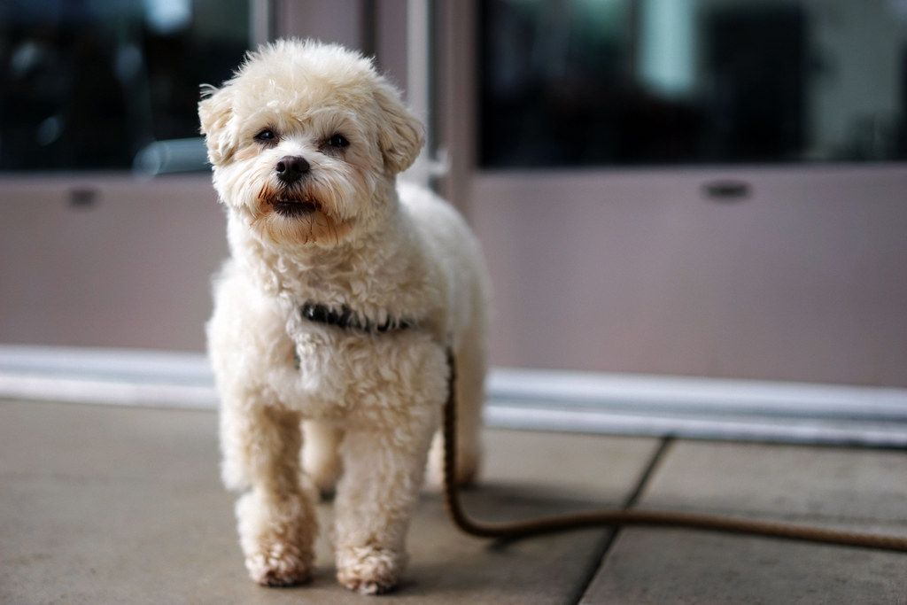 Small fluffy white dog on a leash standing on a sidewalk outside a cafe