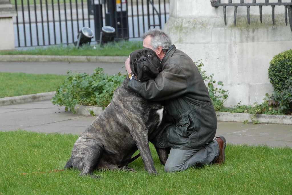 Man kneeling on grass to hug a large brindle mastiff