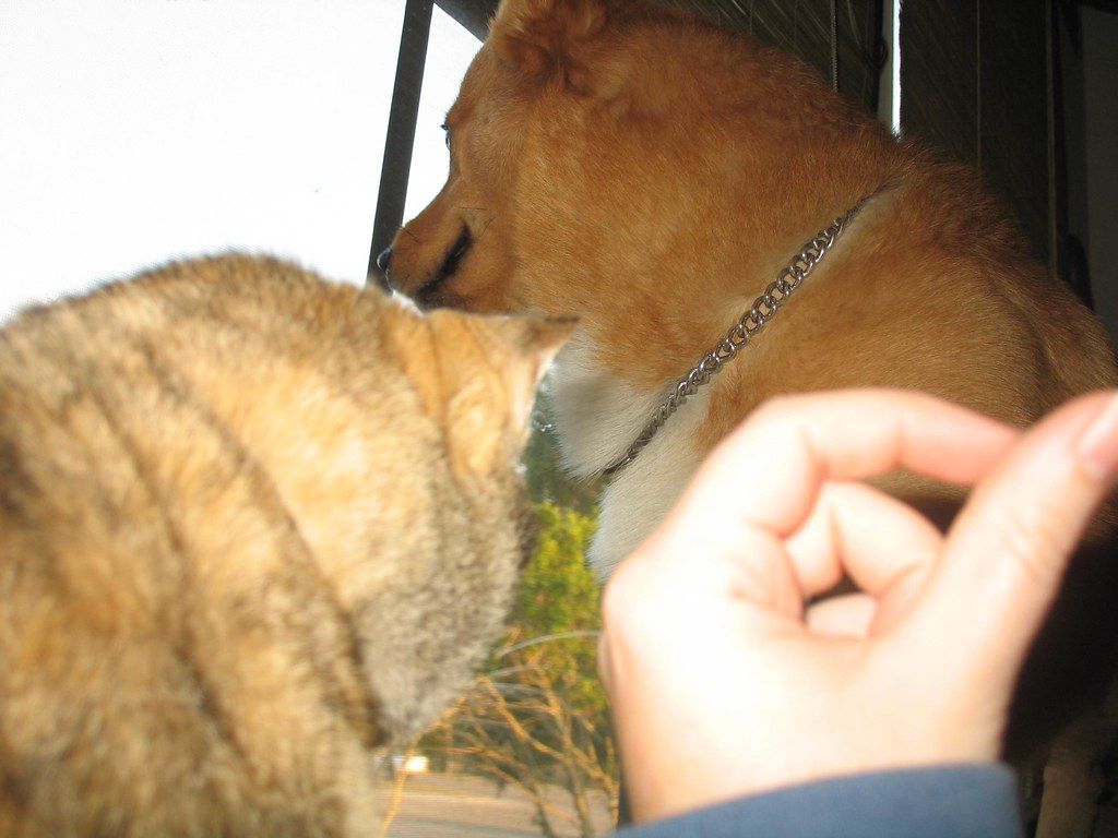 Cat and dog nuzzling each other while a hand reaches toward them