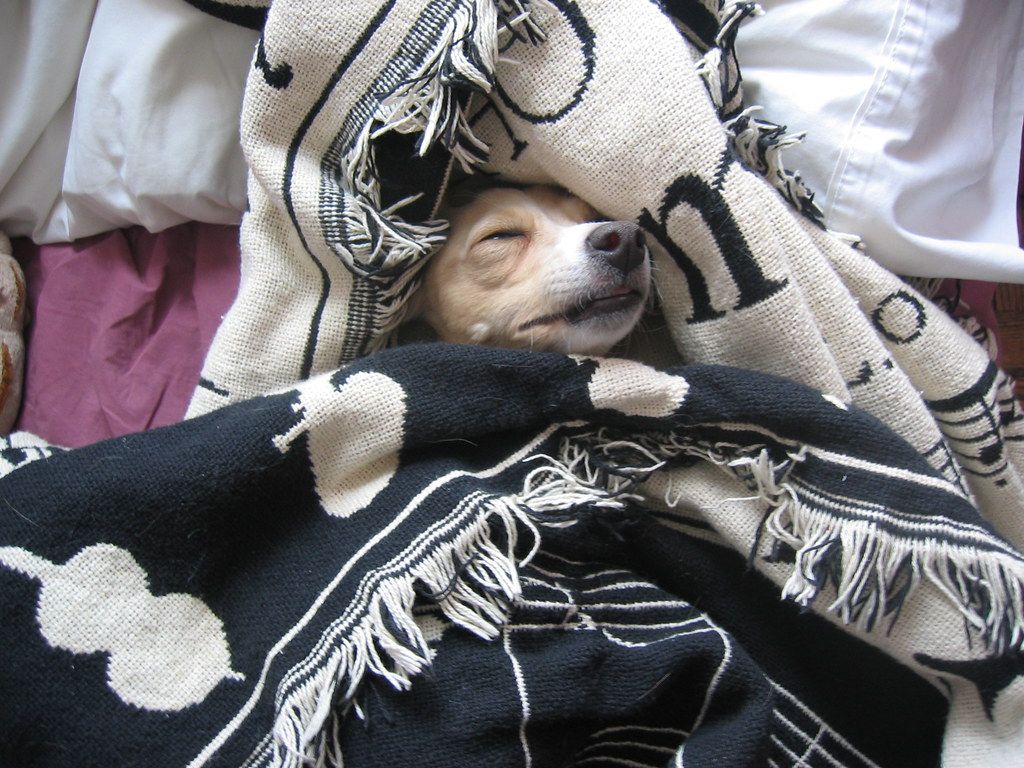 Small dog resting its chin on a cozy patterned blanket