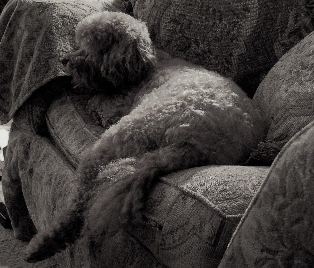 Curly-coated dog asleep across the cushions of a couch in black and white