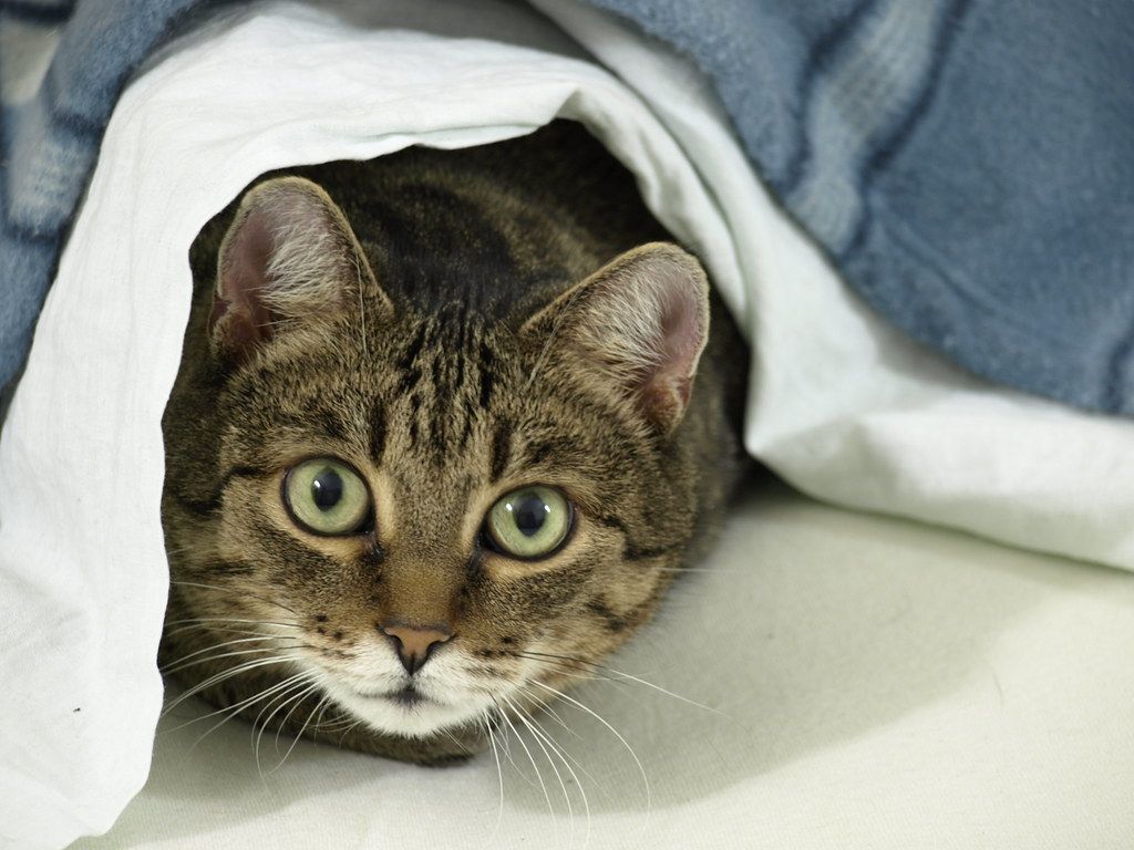Tabby cat peeking out from under a white bed sheet