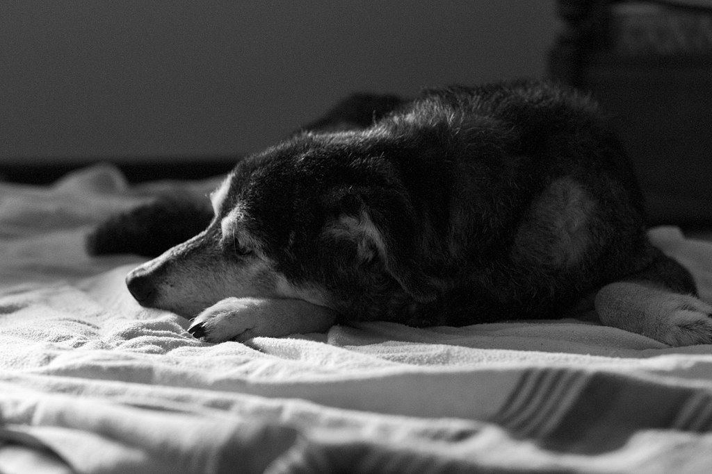 Black dog resting its head on rumpled bed sheets