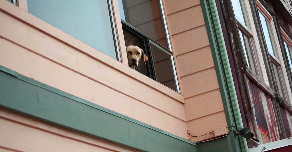 Dog looking out of an upstairs window of a painted wooden house